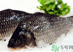 鯽魚死了一夜能吃嗎？鯽魚死了一天能吃嗎？