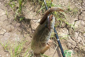 黑魚怎么釣？釣黑魚技巧