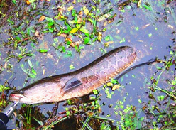 黑魚怎么釣？釣黑魚技巧