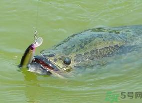 路亞釣黑魚用什么假餌？路亞釣黑魚用什么餌？