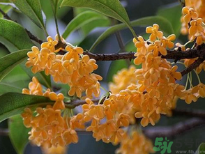  桂花什么季節(jié)開(kāi)花？桂花什么時(shí)候開(kāi)花？