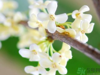 桂花是什么顏色？桂花有幾種顏色？