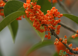 桂花可以做面膜嗎？?桂花面膜制作方法