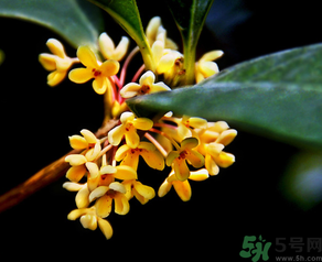 桂花怎么做香水？新鮮桂花怎么做香水？