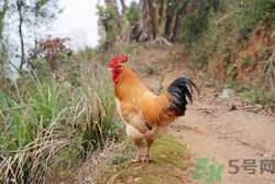 土雞和飼料雞一樣嗎?土雞和飼料雞的營養(yǎng)區(qū)別