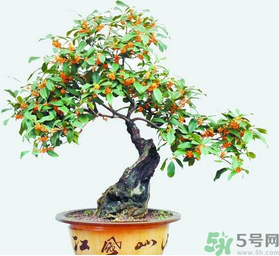 桂花樹可以種在室內(nèi)嗎？桂花樹適合在室內(nèi)嗎？