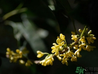 桂花酒的保質(zhì)期是多少？桂花酒過期了能喝嗎？