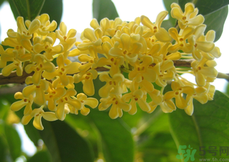 桂花和菊花可以一起泡茶嗎？桂花可以和能一起喝嗎？