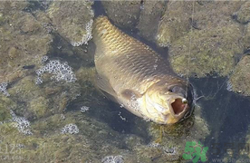 野生鯽魚(yú)和養(yǎng)殖鯽魚(yú)的區(qū)別 野生鯽魚(yú)和養(yǎng)殖鯽魚(yú)的營(yíng)養(yǎng)價(jià)值