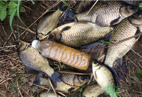 野生鯽魚(yú)和養(yǎng)殖鯽魚(yú)的區(qū)別 野生鯽魚(yú)和養(yǎng)殖鯽魚(yú)的營(yíng)養(yǎng)價(jià)值