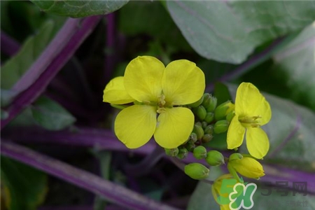 紅菜薹的營(yíng)養(yǎng)價(jià)值 紅菜薹的功效與作用