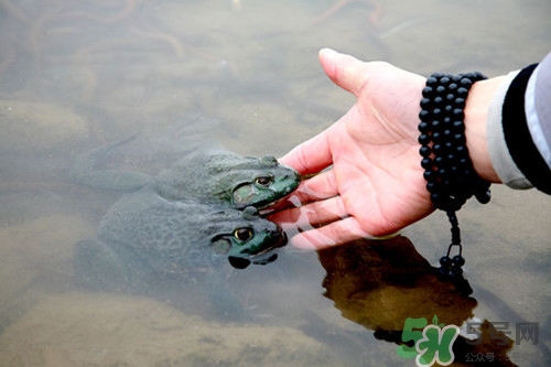 魚(yú)籽可以放生嗎?魚(yú)籽放生能存活嗎