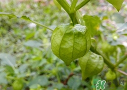 姑娘果是轉(zhuǎn)基因嗎?吃姑娘果有副作用嗎