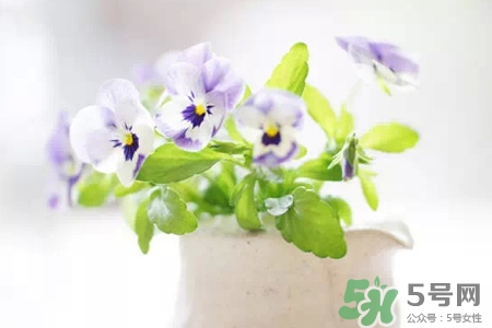 冬天陽(yáng)臺(tái)種什么植物好？冬天種什么植物好養(yǎng)活？