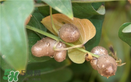 山藥豆要去皮嗎?山藥豆要剝皮嗎?