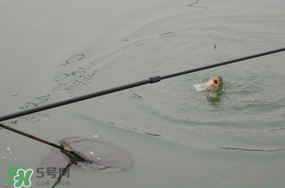 立春后能釣魚嗎？立春后好釣魚嗎？