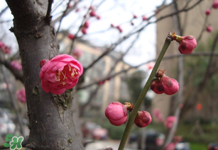 立春后種什么花？立春時開的花有哪些？