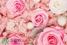 roseonly鮮花怎么保養(yǎng)？roseonly永生花怎么保養(yǎng)？