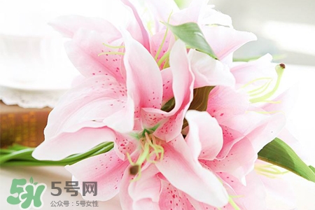 百合花怎么養(yǎng)水里？水養(yǎng)百合花怎么開久些？