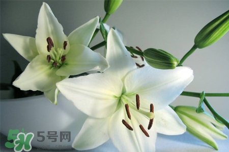 養(yǎng)百合花用什么水？養(yǎng)百合花水里放什么？