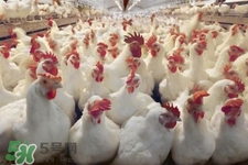 h7n9禽流感可以治愈嗎？禽流感能治好嗎？