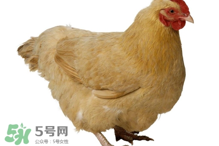 h7n9禽流感可以治愈嗎？禽流感能治好嗎？