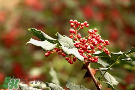 花椒水能治痔瘡嗎？花椒水治痔瘡有效果嗎？