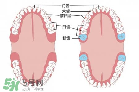 智齒會引起耳鳴嗎？耳鳴跟智齒有關(guān)系嗎？