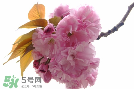 3月份有櫻花嗎？三月份櫻花都開(kāi)了嗎？