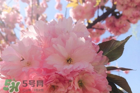 3月份有櫻花嗎？三月份櫻花都開(kāi)了嗎？