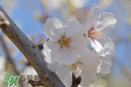 櫻花是櫻桃樹的花嗎？櫻桃花和櫻花的區(qū)別