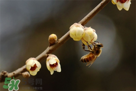 驚蟄吃什么食物好？驚蟄吃什么傳統(tǒng)食物？