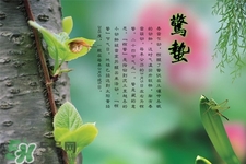 驚蟄吃什么蔬菜好？驚蟄節(jié)氣養(yǎng)生吃什么蔬菜？