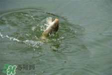 三月份可以釣魚(yú)了嗎？三月份好釣魚(yú)嗎？