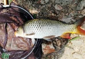 驚蟄前后可以夜釣鯉魚(yú)嗎？驚蟄前后釣魚(yú)技巧