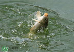 驚蟄過后好釣魚嗎？驚蟄后陰雨天好釣魚嗎？