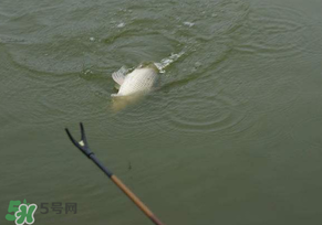 驚蟄過后好釣魚嗎？驚蟄后陰雨天好釣魚嗎？