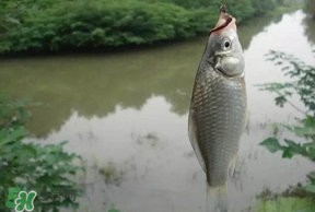 春分節(jié)氣好釣魚嗎？春分釣魚技巧