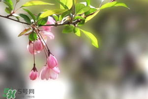 春分開什么花？春分什么花開？