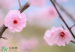 春分開什么花？春分什么花開？