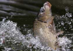 驚蟄過后好釣魚嗎？驚蟄后陰雨天好釣魚嗎？