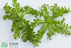 薺菜有蟲子嗎？薺菜根有蟲子嗎？