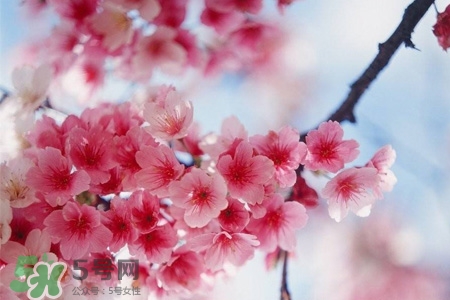 桃花可以釀酒嗎？桃花能泡酒喝嗎？