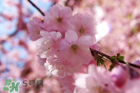 桃花可以釀酒嗎？桃花能泡酒喝嗎？