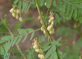 春天能吃黃芪嗎？春天吃黃芪好嗎？