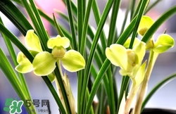 蘭花怎么養(yǎng)？蘭花怎么種？