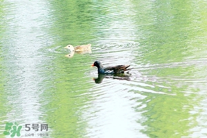 初夏養(yǎng)生 初夏養(yǎng)生小常識