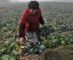 春天能種油菜嗎？油菜春天什么時(shí)候種植？