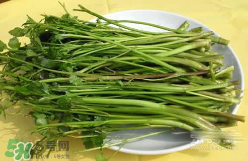 吃野芹菜會中毒嗎？吃野芹菜中毒了怎么辦？