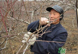 春天桃樹能剪枝嗎？桃樹春季什么時(shí)間剪枝？